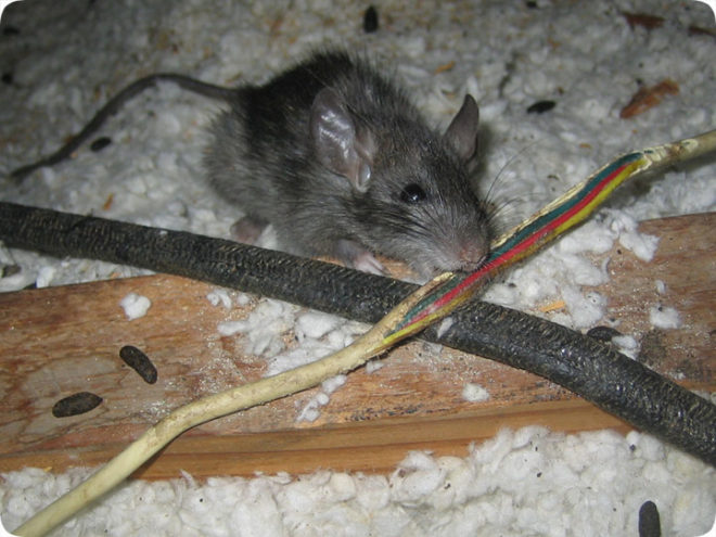 De muis knaagt aan de isolatie van de draad